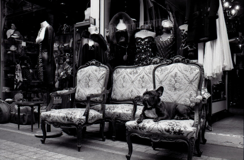 parisdog copie 2