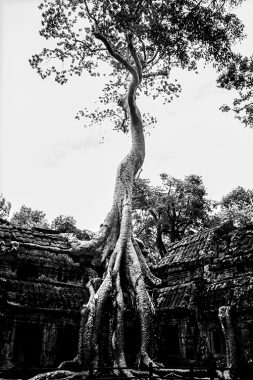 cambodia047 copie